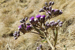 Vernonia bipontini