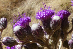 Vernonia bipontini