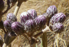 Vernonia bipontini