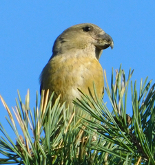 Loxia pytyopsittacus