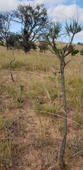 Allocasuarina verticillata
