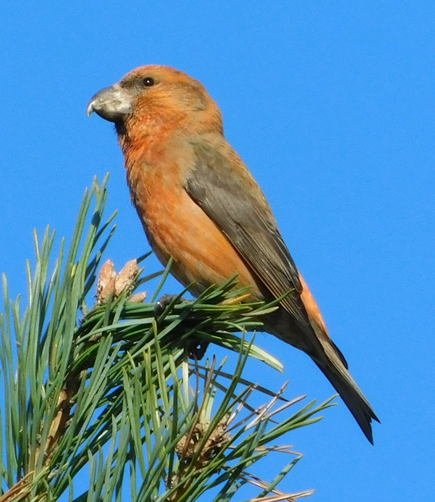 Parrot Crossbill photo