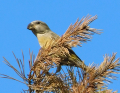 Loxia pytyopsittacus