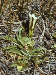 Gentiana newberryi tiogana