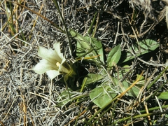 Gentiana newberryi tiogana