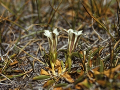 Gentiana newberryi tiogana