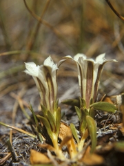 Gentiana newberryi tiogana