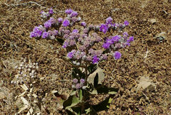 Vernonia bipontini