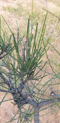 Allocasuarina verticillata
