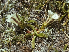 Gentiana newberryi tiogana