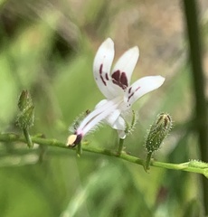 Andrographis paniculata
