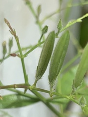 Andrographis paniculata