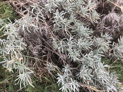 Lavandula