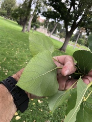 Populus deltoides