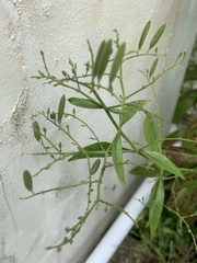 Andrographis paniculata