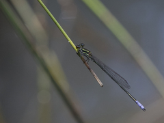 Pseudagrion makabusiense