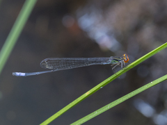 Pseudagrion hageni