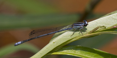 Pseudagrion kersteni