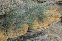 Ephedra monosperma