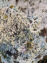 Physcia caesia