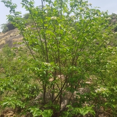 Holarrhena floribunda