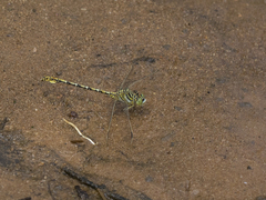 Ceratogomphus pictus