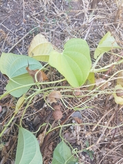 Dioscorea bulbifera