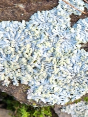 Physcia caesia