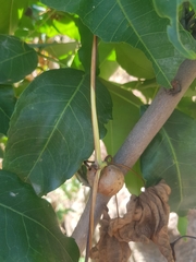 Dioscorea bulbifera