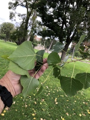 Populus deltoides