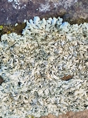 Physcia caesia
