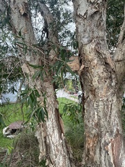 Melaleuca salicina