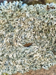 Physcia caesia