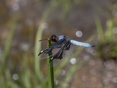 Palpopleura portia