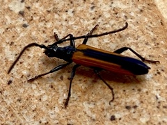 Stenoderus suturalis