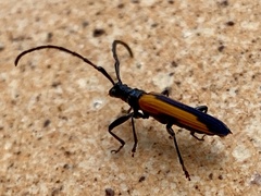 Stenoderus suturalis
