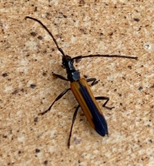 Stenoderus suturalis