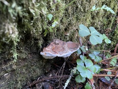 Ganoderma brownii