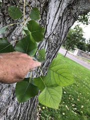 Populus deltoides