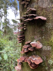 Microporus