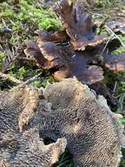 Sarcodon stereosarcinon