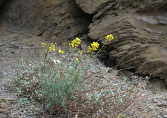 Sisymbrium polymorphum