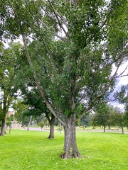 Populus deltoides
