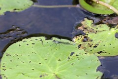 Austrocnemis maccullochi