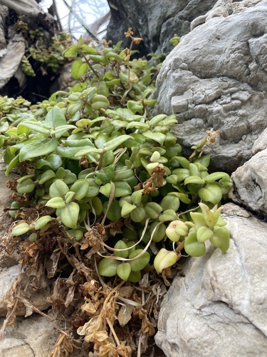 Aptenija (Mesembryanthemum cordifolium)
