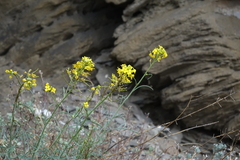 Sisymbrium polymorphum