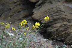 Sisymbrium polymorphum