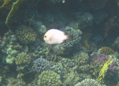 Dascyllus trimaculatus