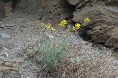 Sisymbrium polymorphum