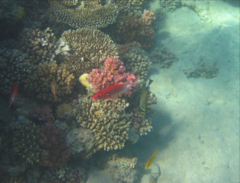Sargocentron caudimaculatum